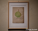 VBS_1400 - Castello di Miradolo - Mostra Oltre il giardino l'Abbecedario di paolo Pejrone